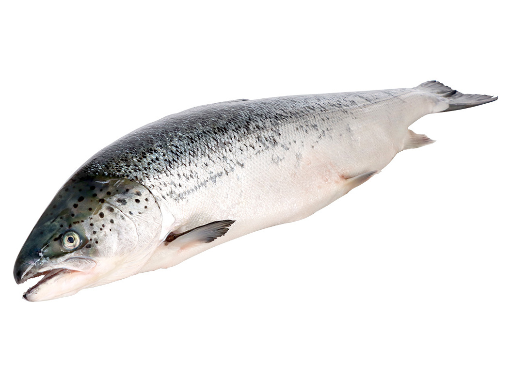 SALMÃO 2KG A 3KG