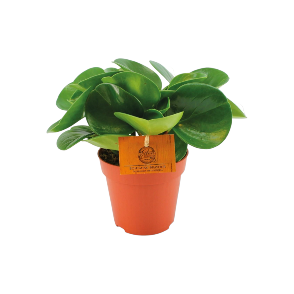 Plante d'intérieur - peperomia 'obtus. Groen' 20.0cm