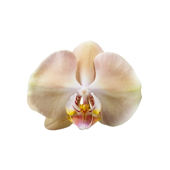 PHALAENOPSIS CHAMPAGNE 2 TIGES D12 H55