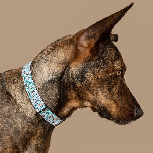 Coleira para cães Baona Boracay Multicolorida