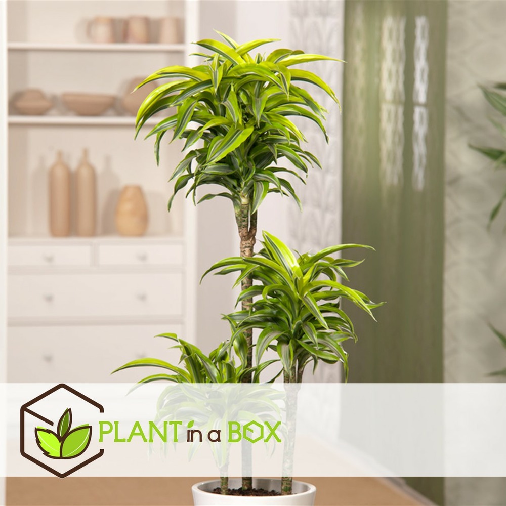 Dracaena deremensis - citron vert - pot 17cm - hauteur 60-70cm