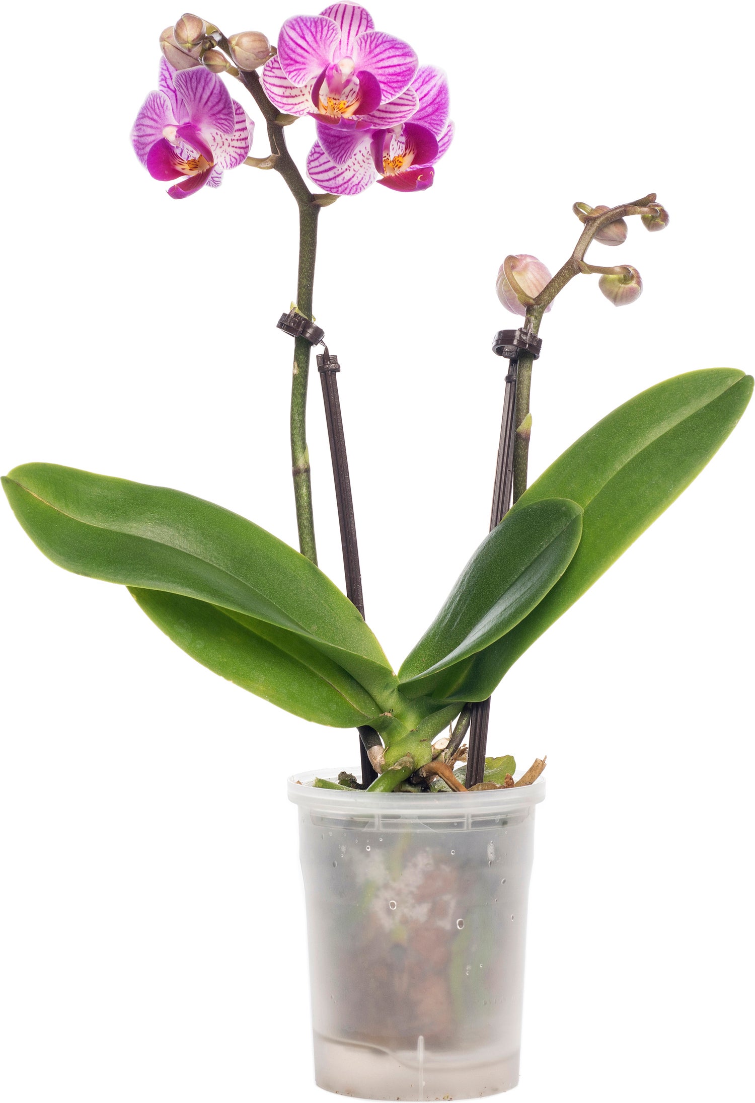 Vlinderorchidee (Phalaenopsis 'Little Lady') D 6 H 18 cm