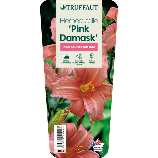Hémérocalle Pink Damask : godet rouge