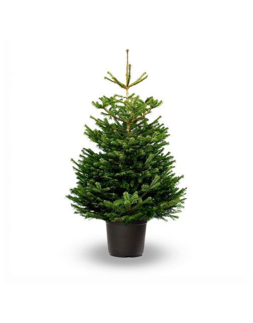 Hm Nordmann Pot - Kerstboom - 150-175 cm Groen