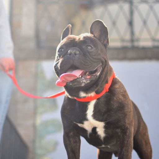 Coleira para cães Dashi Colorflex vermelha em TPU
