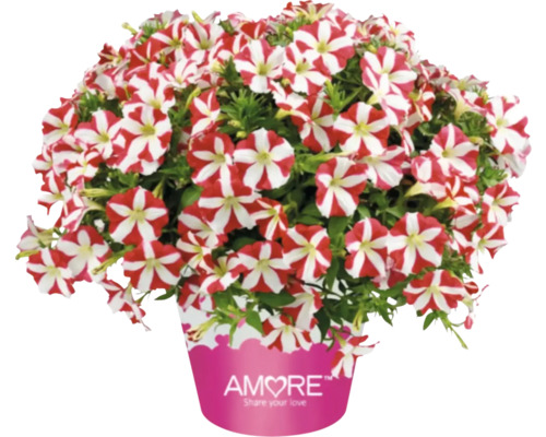 Hart Petunia FloraSelf Petunia Amore King of Hearts Ø 12 cm pot