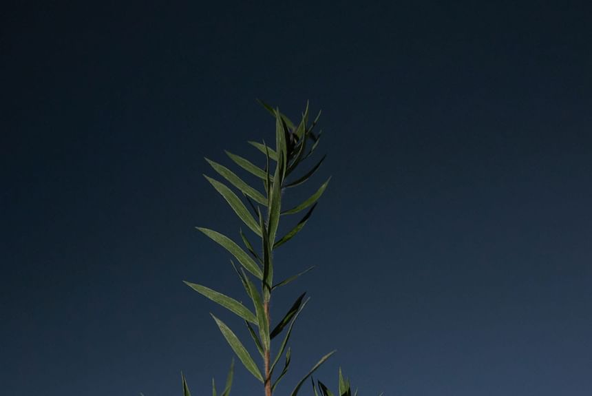 AROMATICA - Tea Tree Zuiverende Shampoo GROOT