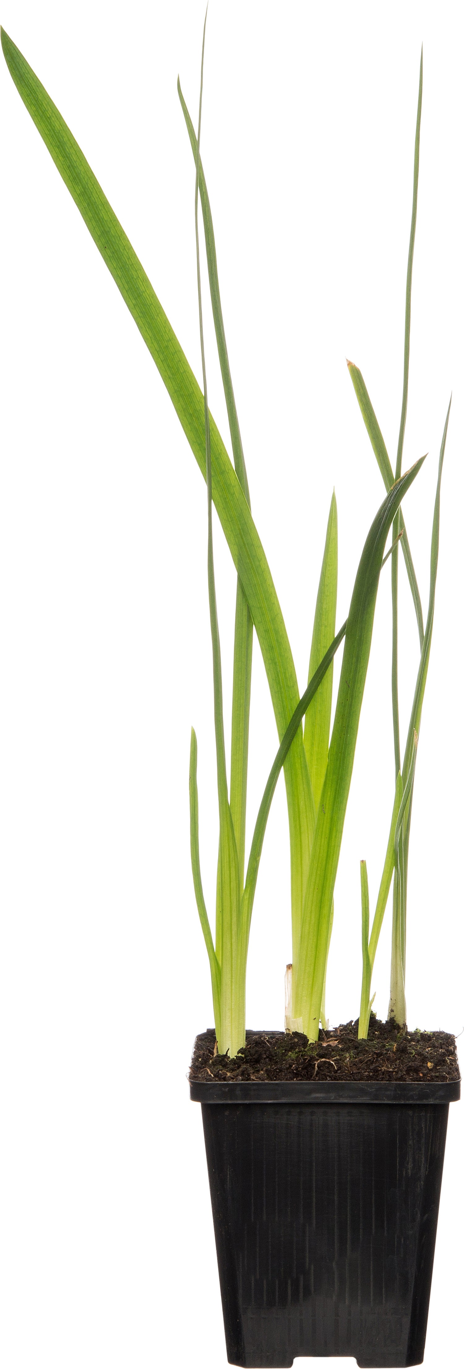 Moerasgladiool (Schizostylis coccinea 'Mrs. Hegarty) D 9 H 20 cm