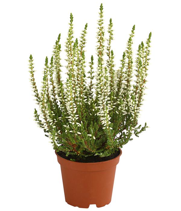 Knospenheide 'Mini-Girls®'