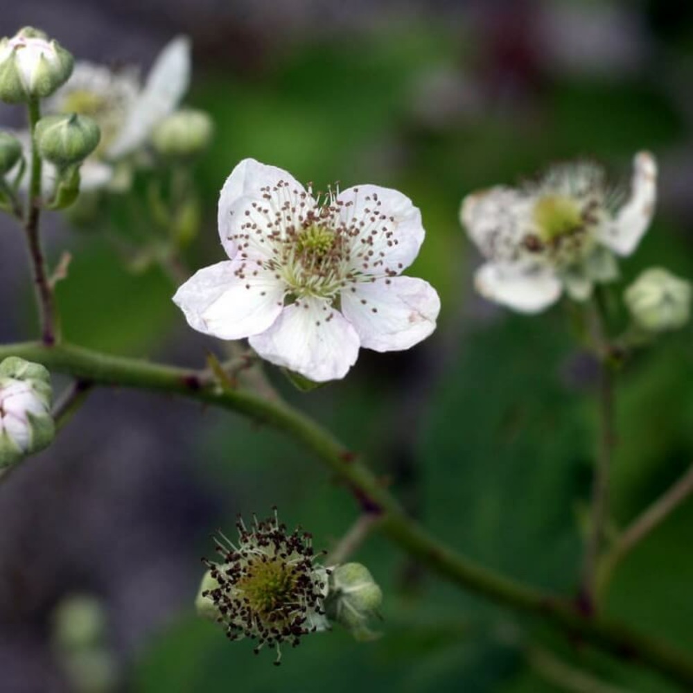Ronce commune ou ronce des bois (rubus fruticosus) - godet - taille 13/25cm