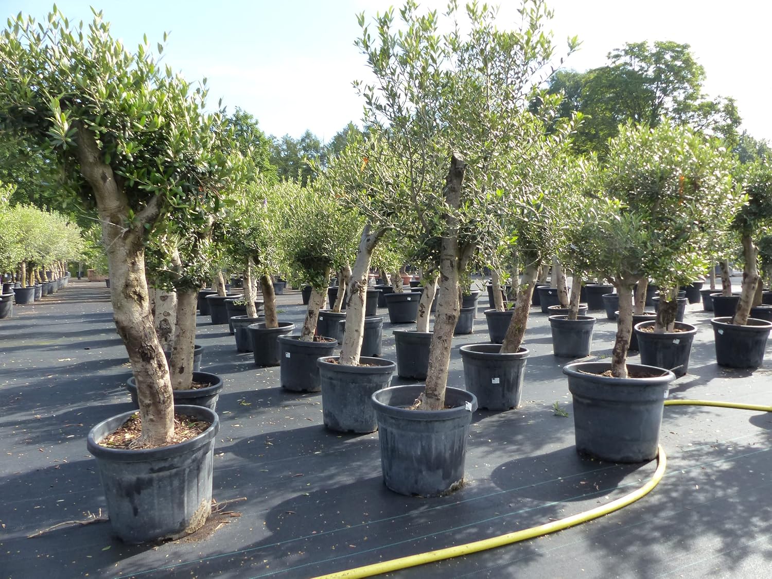 Olivenbaum Olive 'Angebot' 150-180 cm, beste Qualität, winterhart, Olea Europaea, dicke Stämme 20-35 cm Umfang