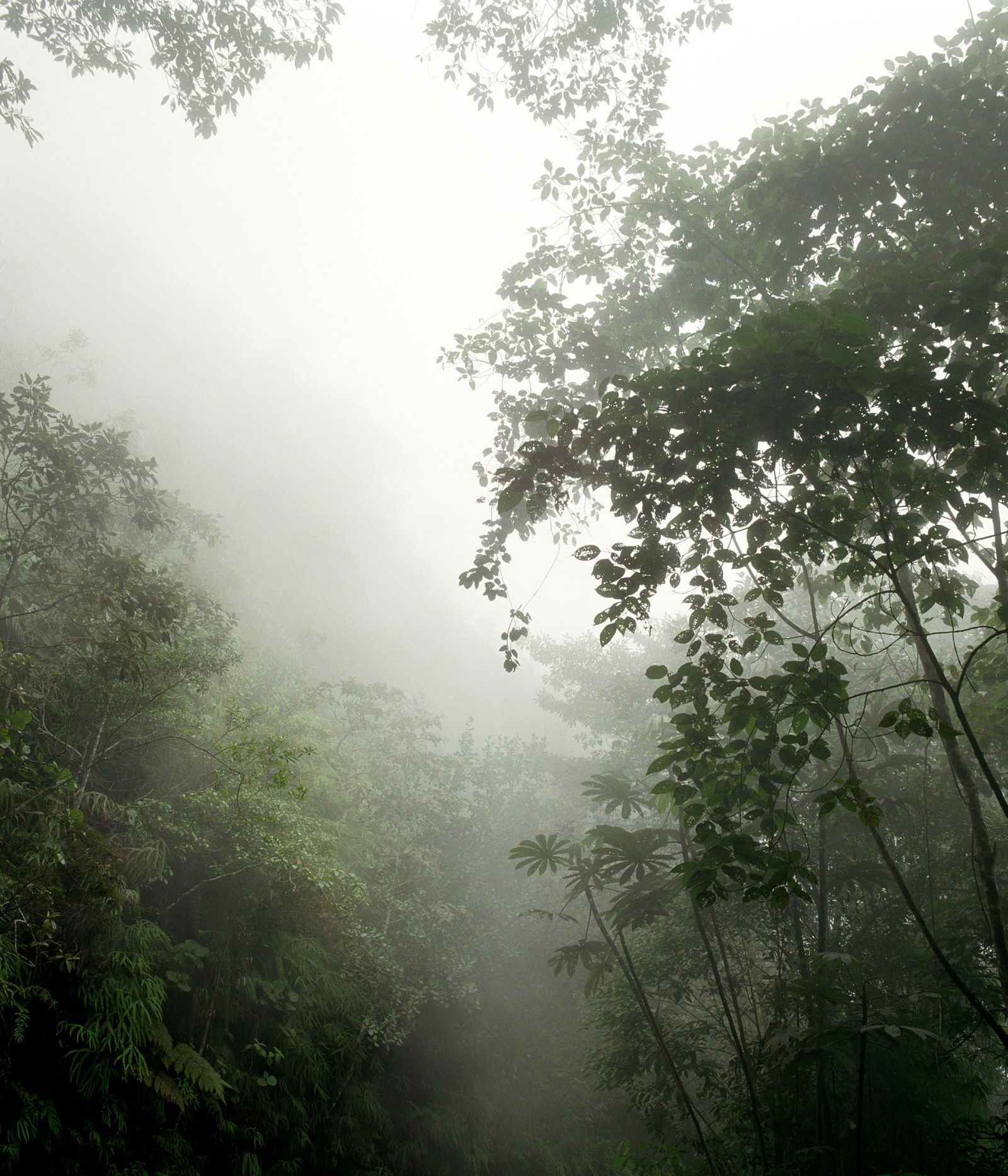 O.T. (Eldorado III) by Stephanie Kloss - Limited Edition. Edition of: 100. Signed.