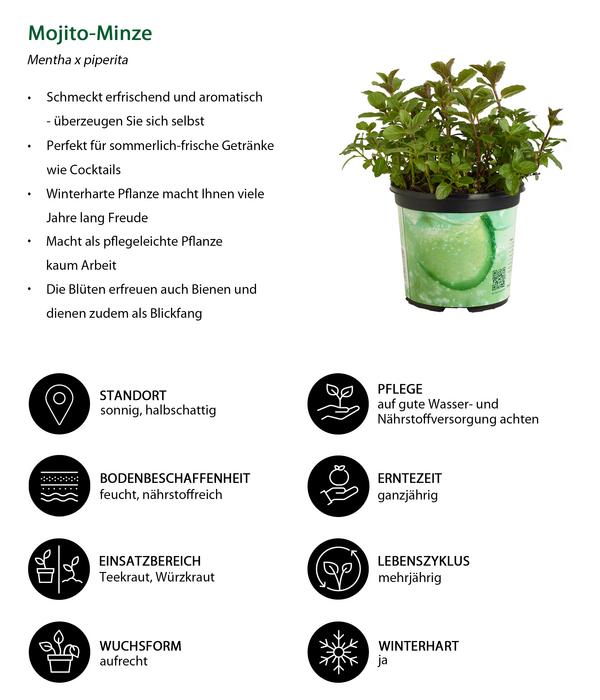 Mojito-Minze
