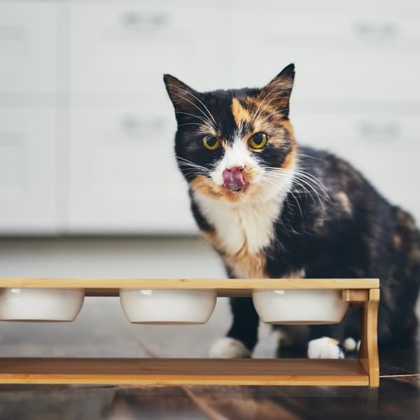 Fôringsstasjon for katter med 3 skåler