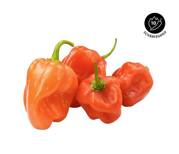 Chili 'Habanero', orange