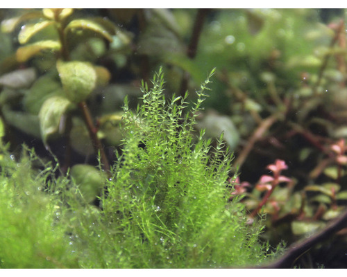 Kruipend stronkmos - Amblystegium serpens In-Vitro