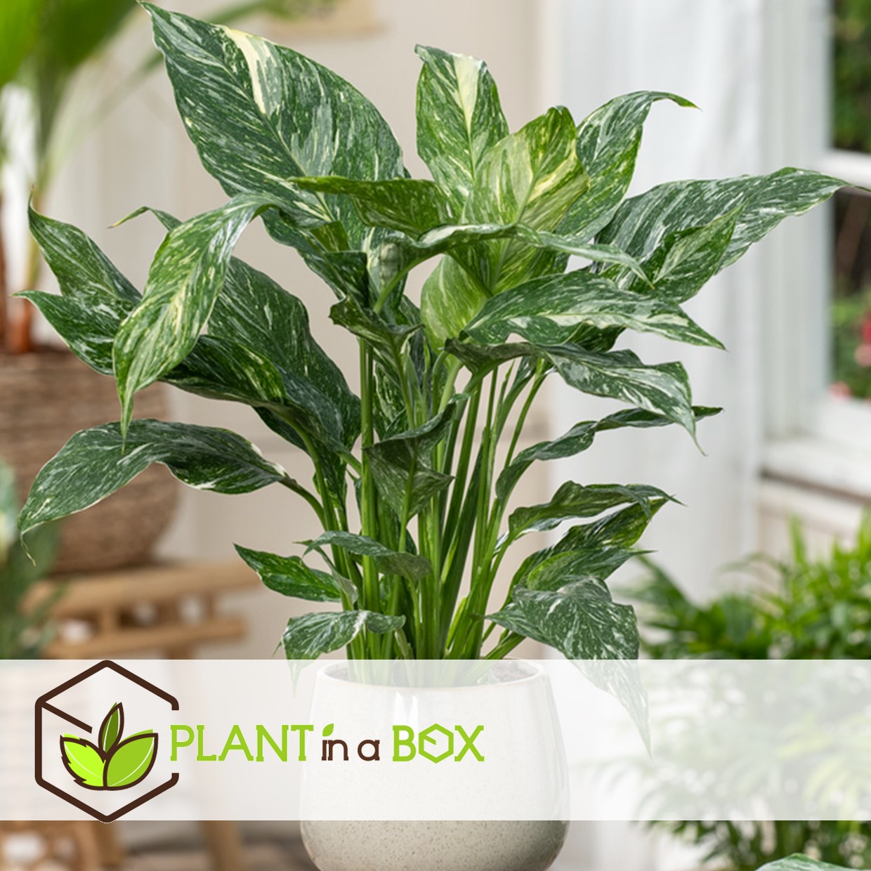 Spathiphyllum diamond - pot 12cm - hauteur 40-50cm