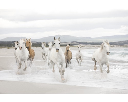 Fotobehangpapier 8-986 VOL 15 Witte Paarden 8-delige set 368 x 254 cm