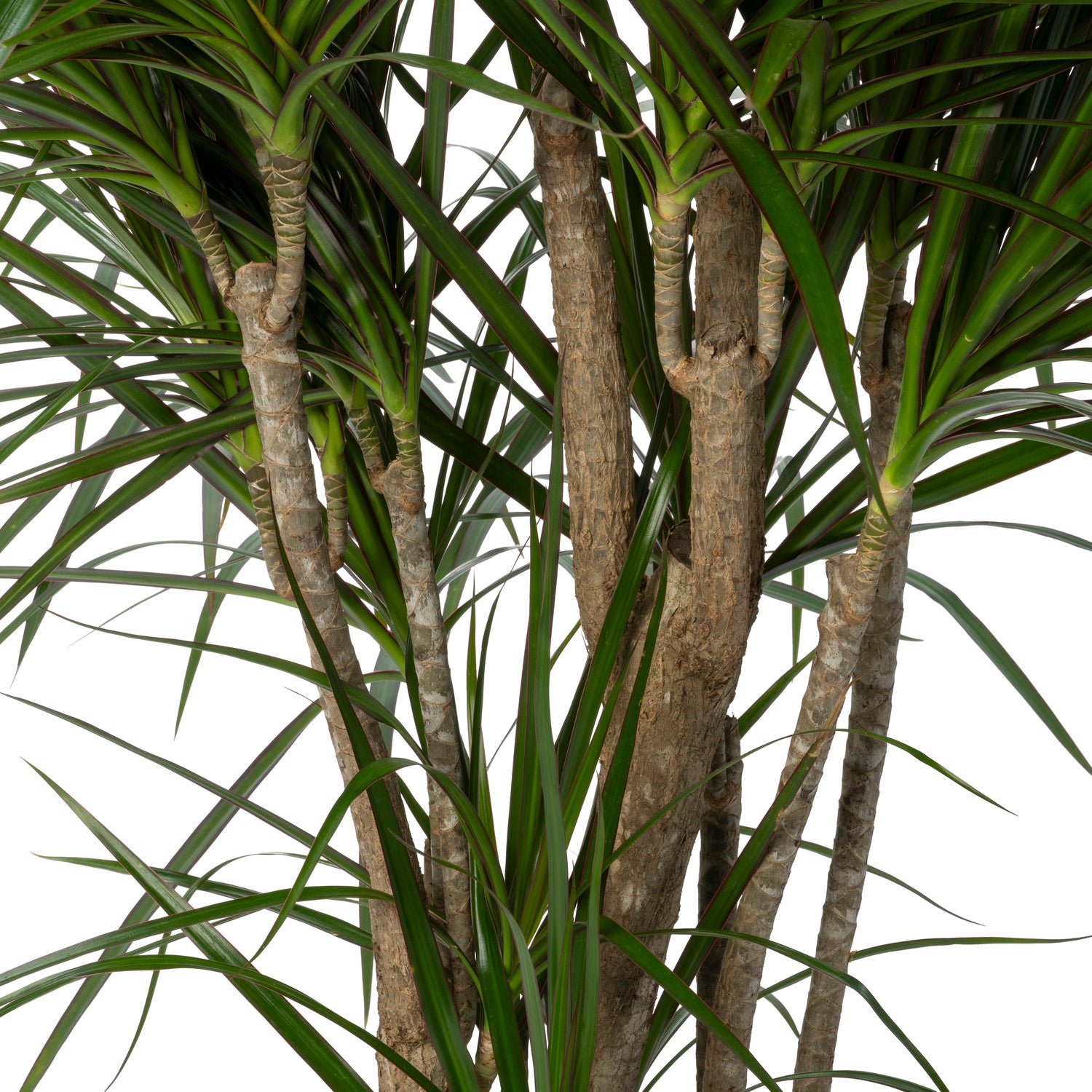 Drakenbloedboom (Dracaena marginata) D 27 H 120 cm