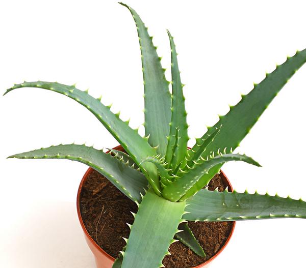Tintenfisch-Aloe - Aloe arborescens