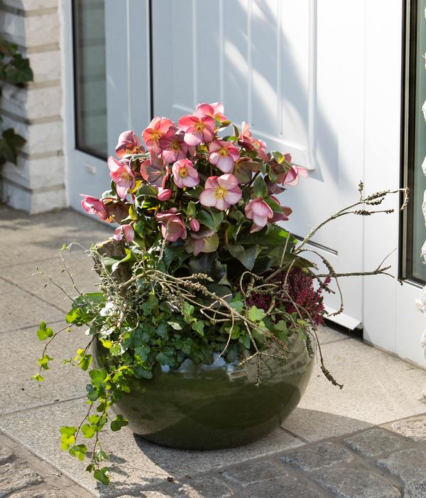 Schneerose 'Ice 'n' Roses® Early Rose' -