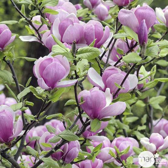 Magnolia soulangeana pot de 5 litres