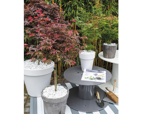 Japanse esdoorn Acer palmatum 'Shaina' H 50-60 cm Co 3 L