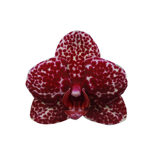 PHALAENOPSIS WILD CAT 2 TIGES D12 H55