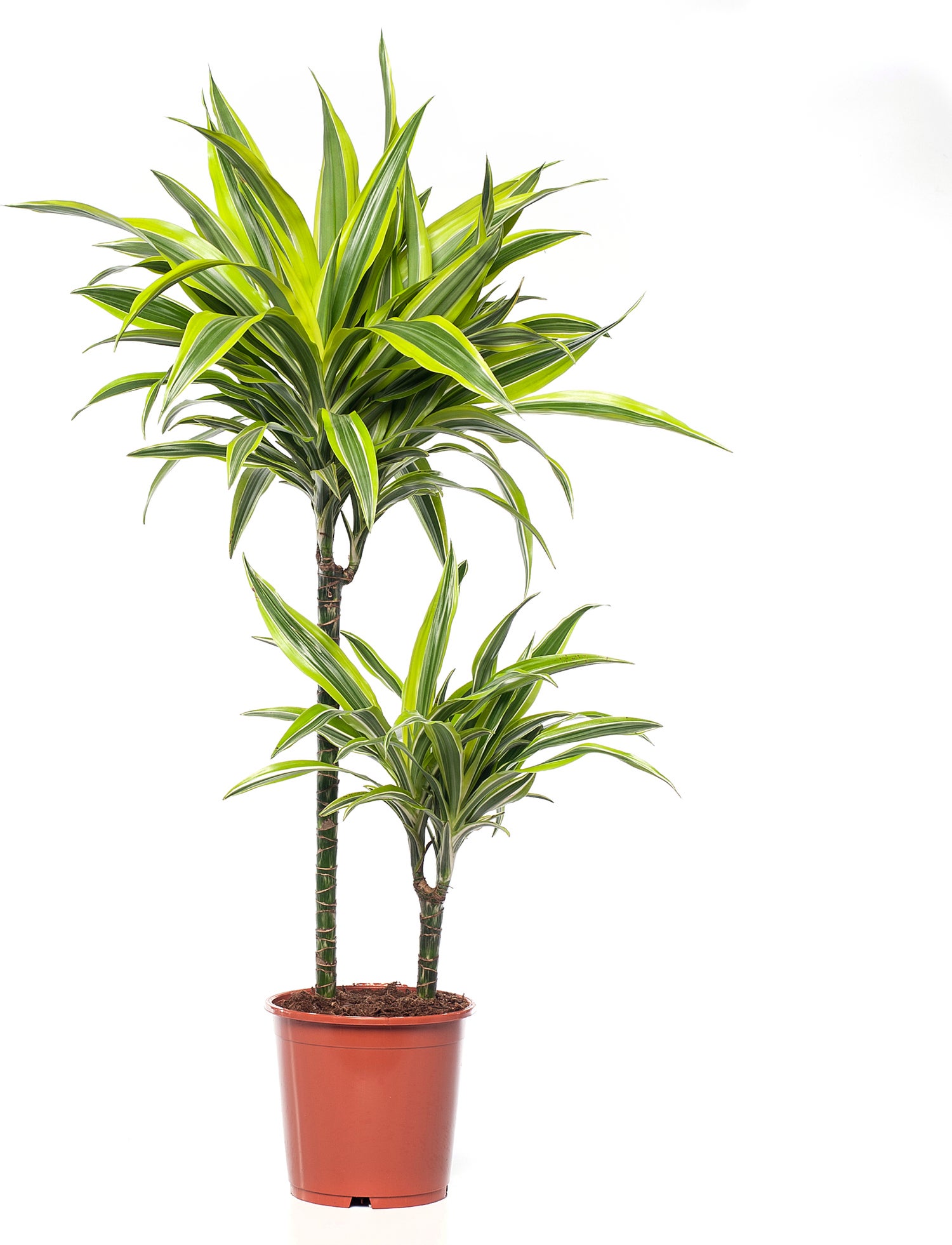 Drakenbloedboom (Dracaena fragrans (D) 'Lemon Lime') D 19 H 90 cm