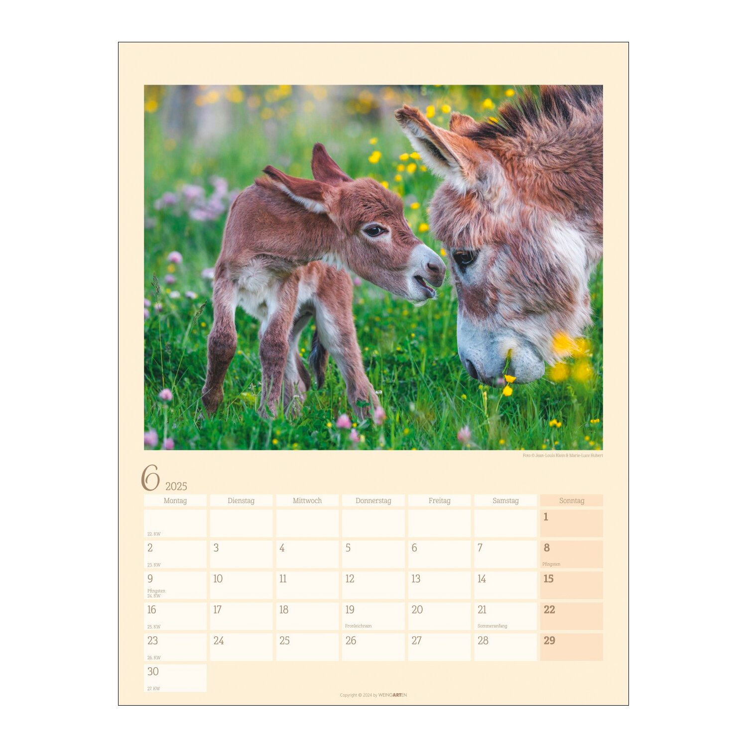 Kalender Esel 2025