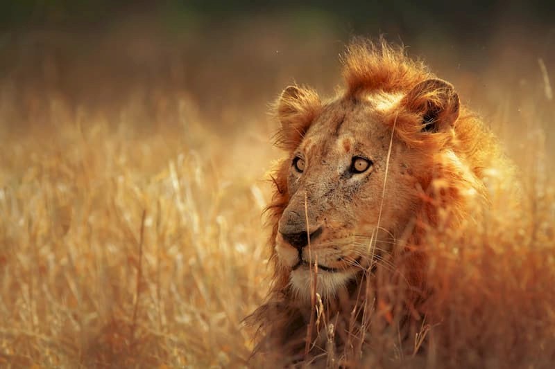 Zuid-Afrika roadtrip: Kruger en Kaapstad