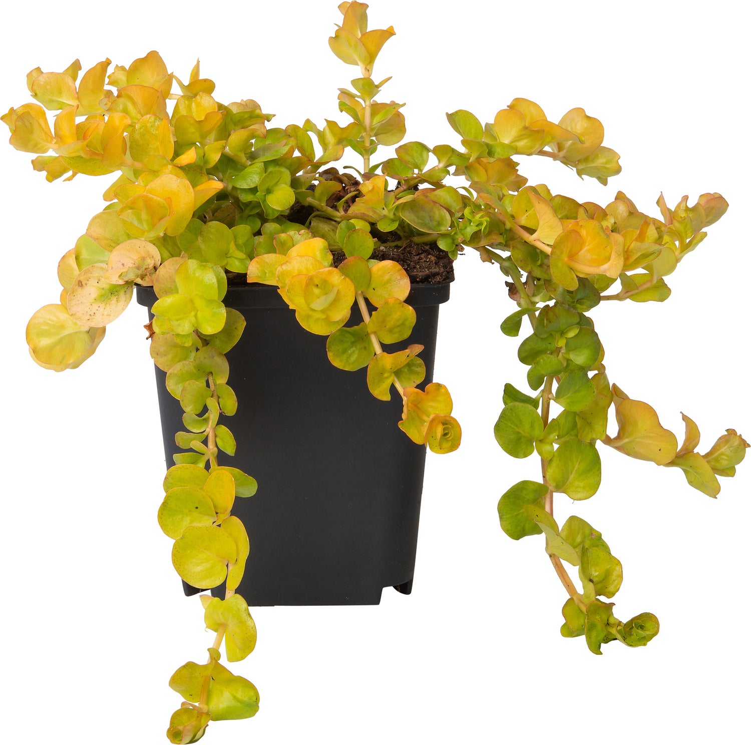 Penningkruid (Lysimachia nummularia 'Goldilocks') D 10,5 H 15 cm