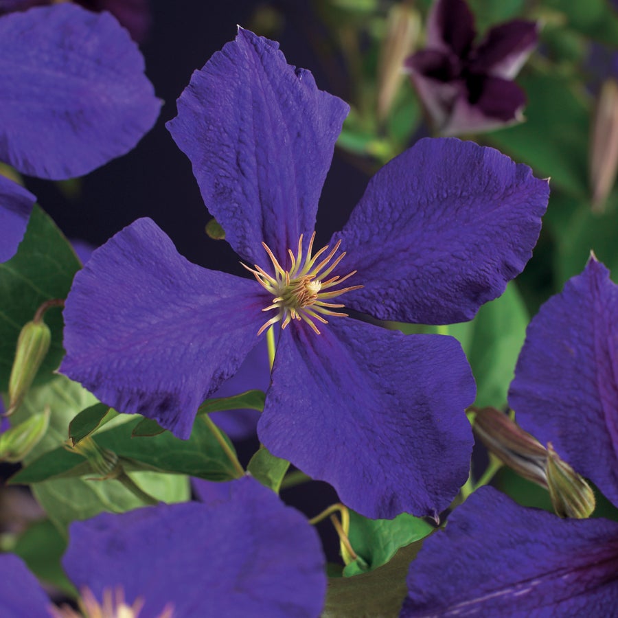Bosrank (Clematis 'Jackmanii') D 16 H 75 cm