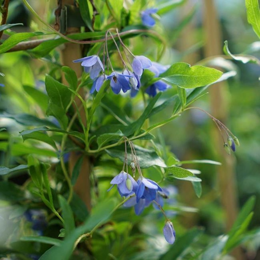 Sollya heterophylla - sollya heterophylla 3l