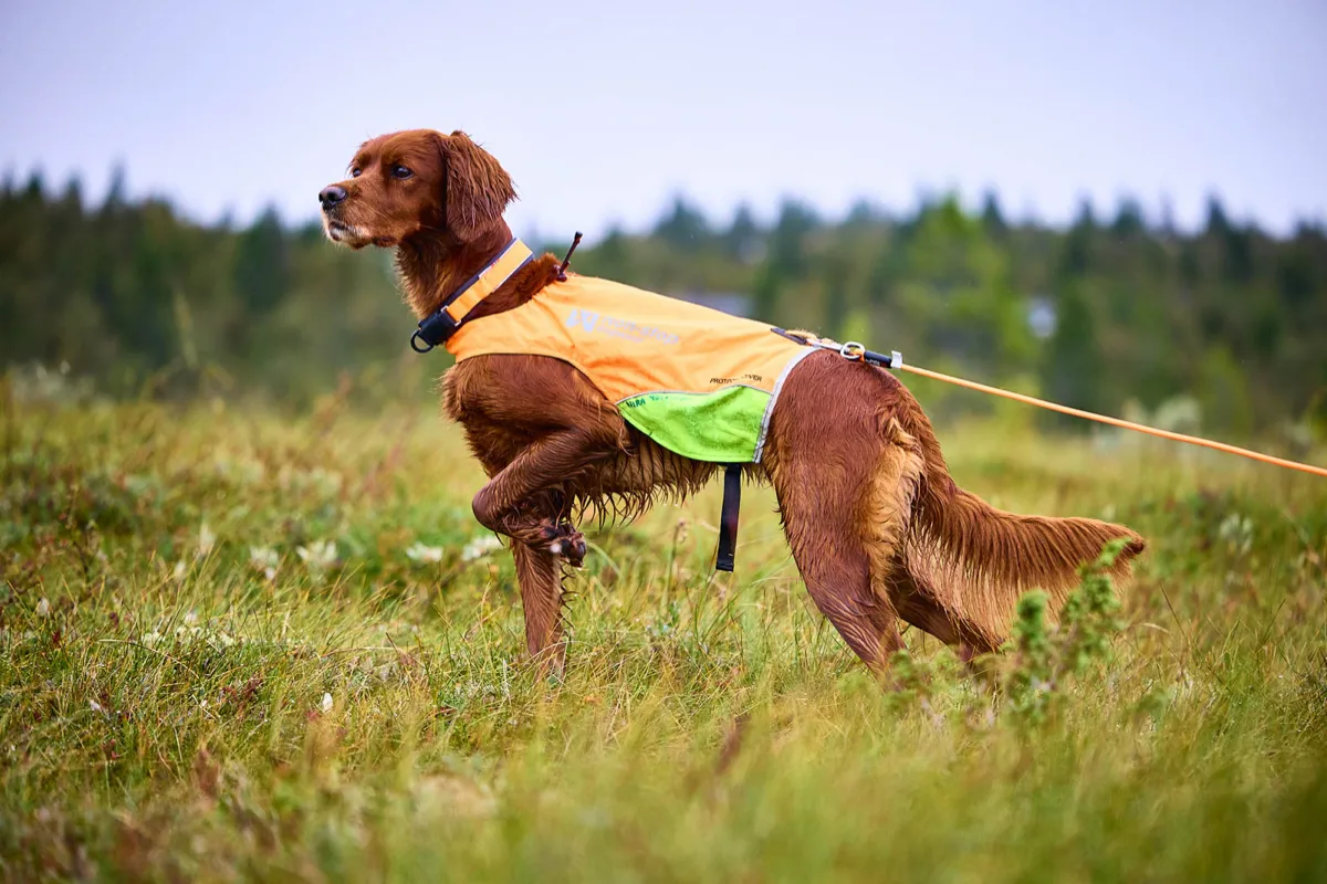 Non-stop Dogwear Protector Round Long Line 10m Orange
