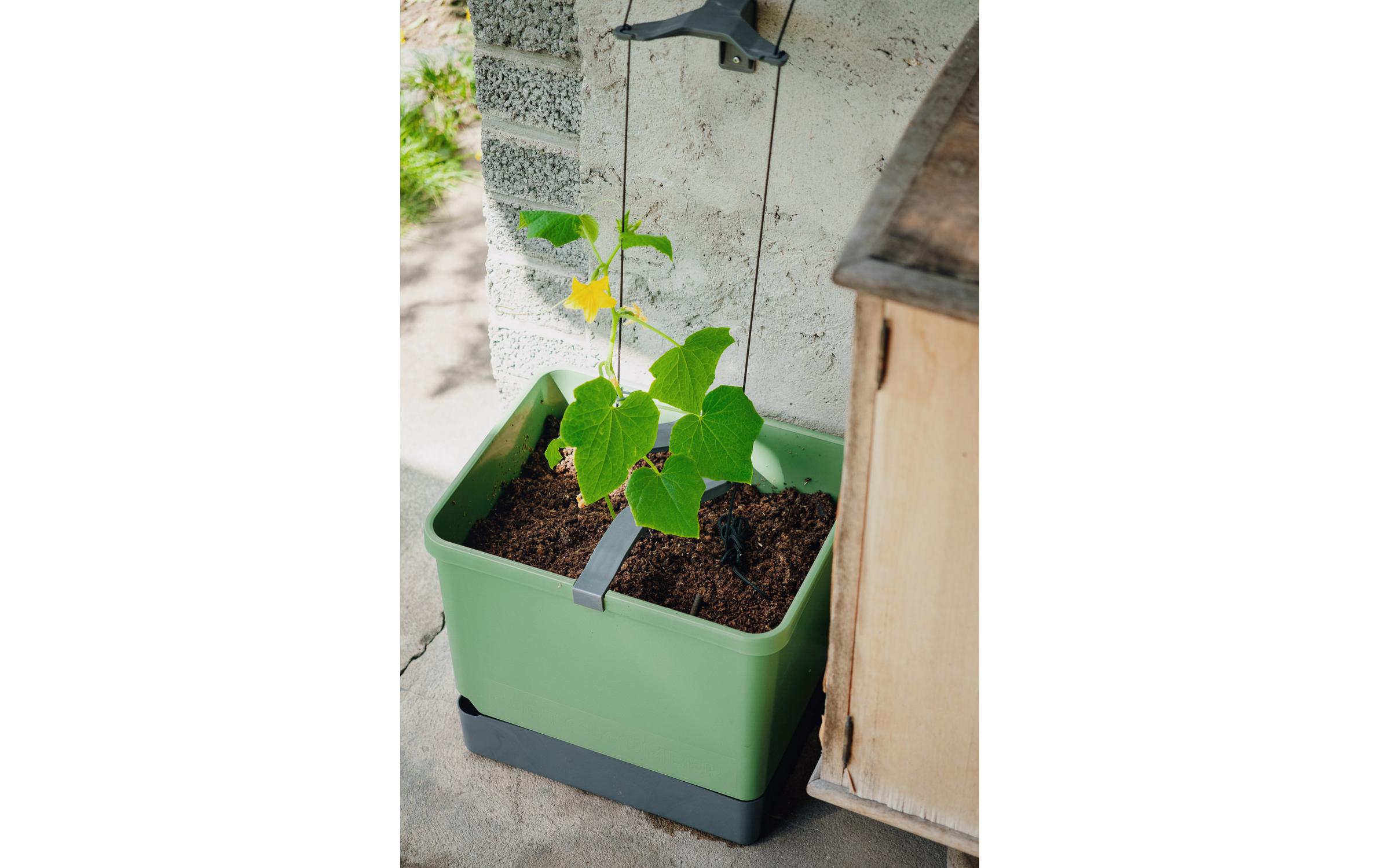 CURT CUCUMBER Gurkentopf GrauPflanzkübel mit Wassertank und Rankhilfe