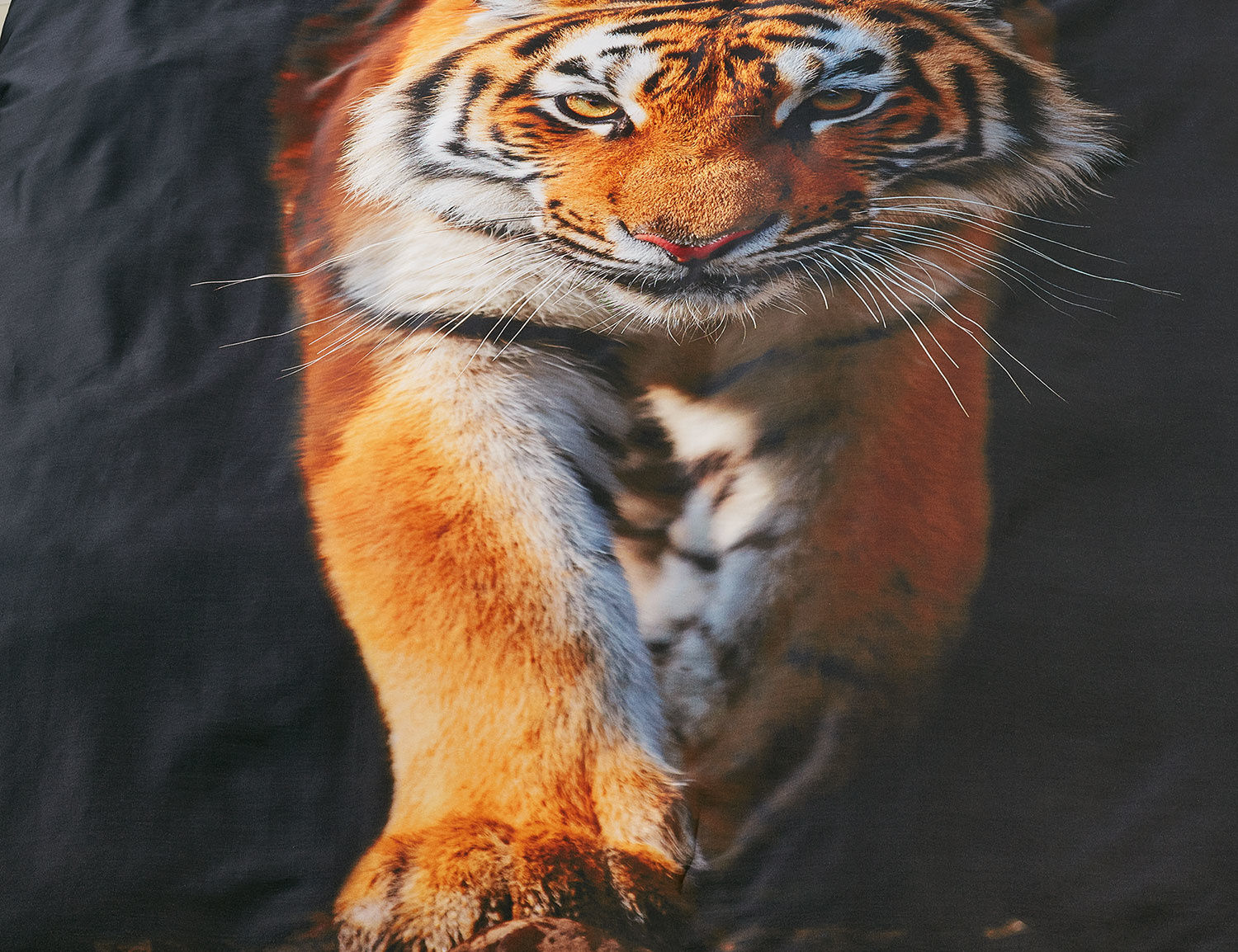 Bettwäsche schwarz mit grossem Tiger
