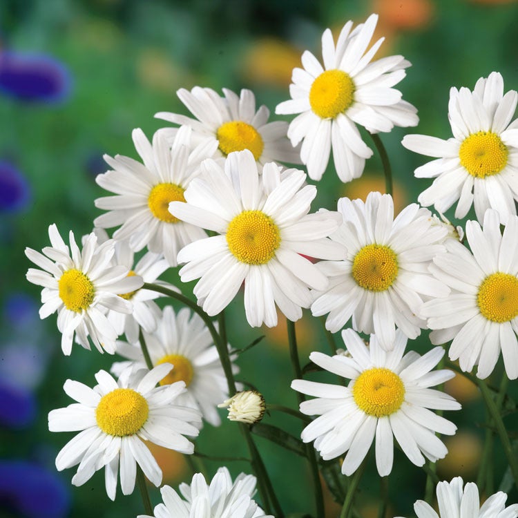 Margriet (Leucanthemum superbum 'Alaska' ) D 9 H 10 cm