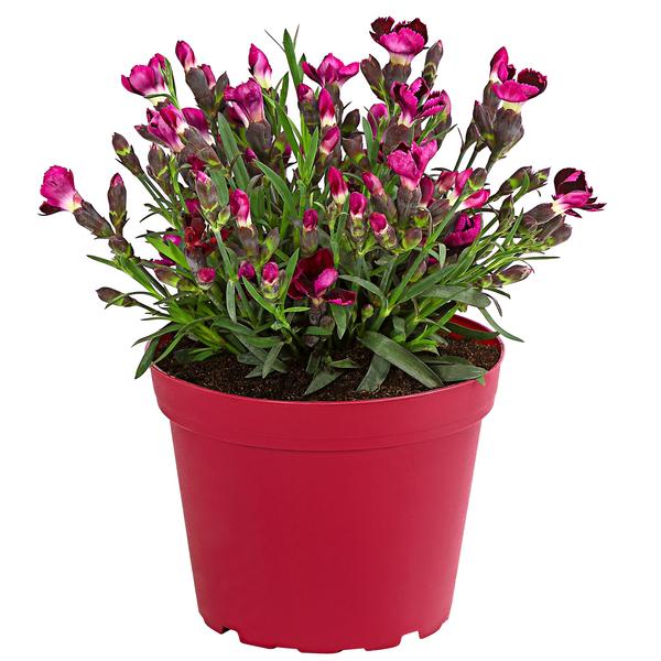 Garten-Nelke 'Pental'