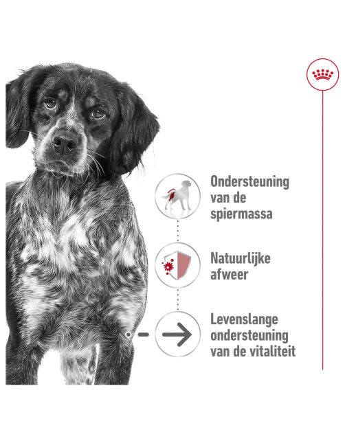 Royal Canin Medium Ageing 10+ - Hondenvoer