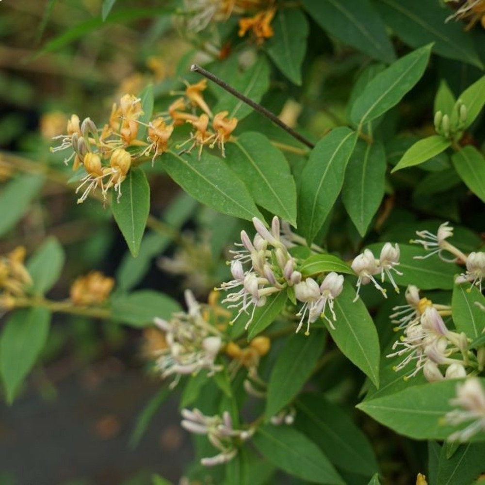 Chèvrefeuille caprilia®ever 'inov42' - lonicera 3l