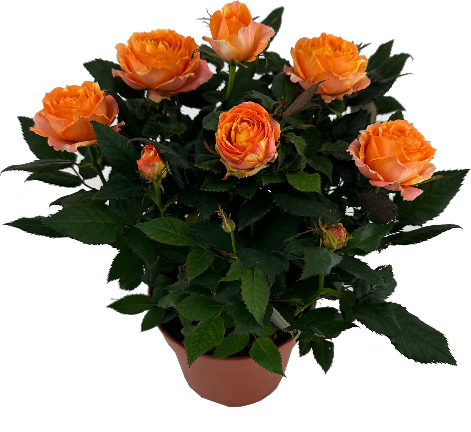 Potroos (Rosa 'Roma Dolc'Amore') oranje D 14 H 32 cm