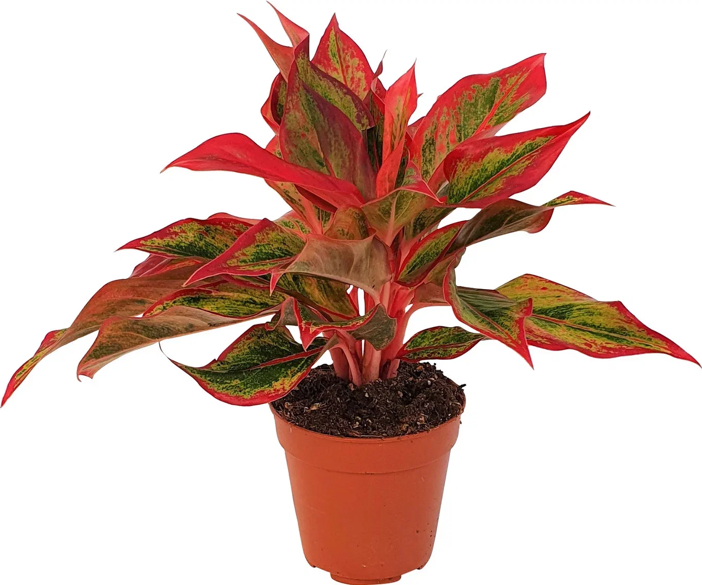 Aglaonema 'Crete Flame' Sjømannstrøst 'Crete Flame' Høyde 30 cm