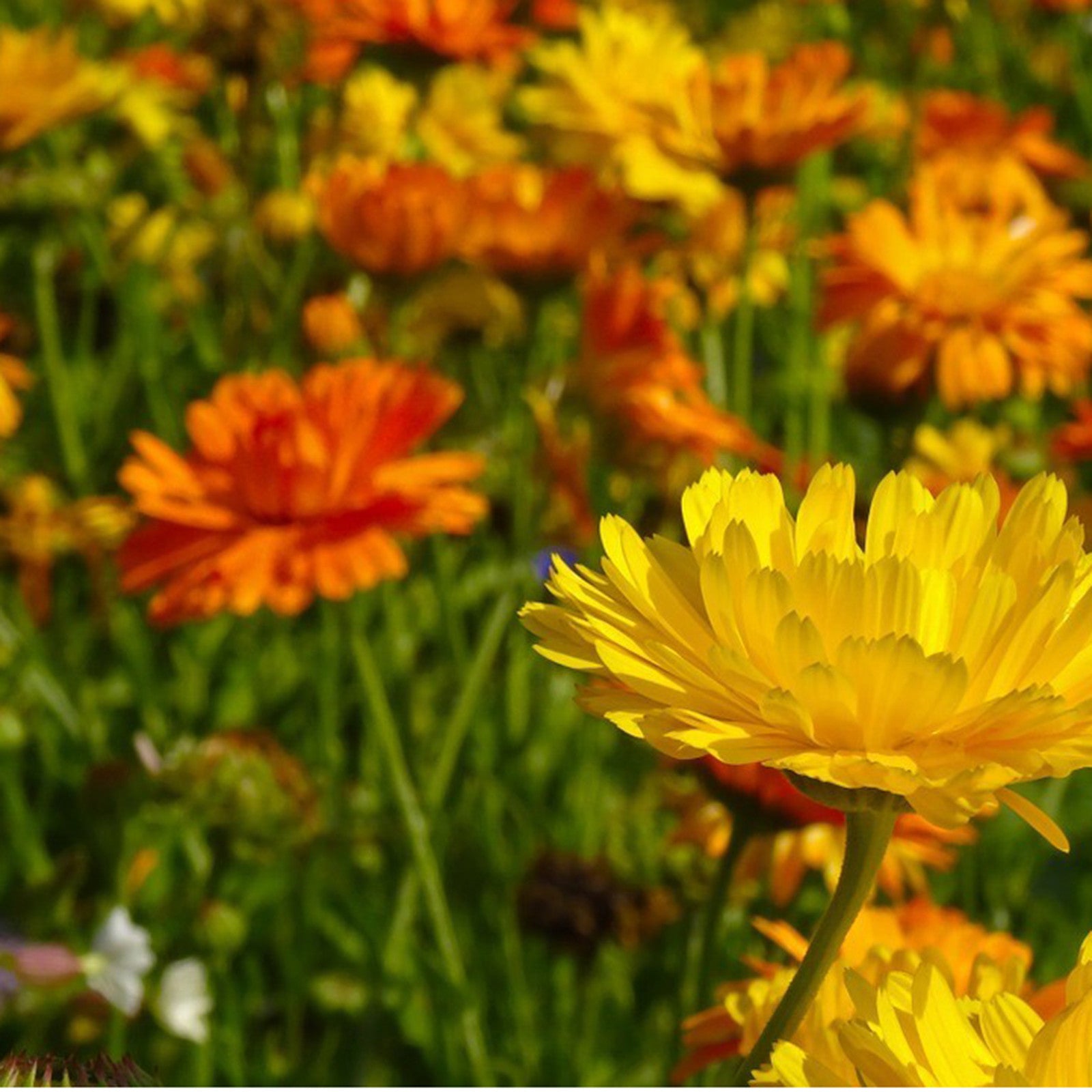 Seedballs Sonnenblumen