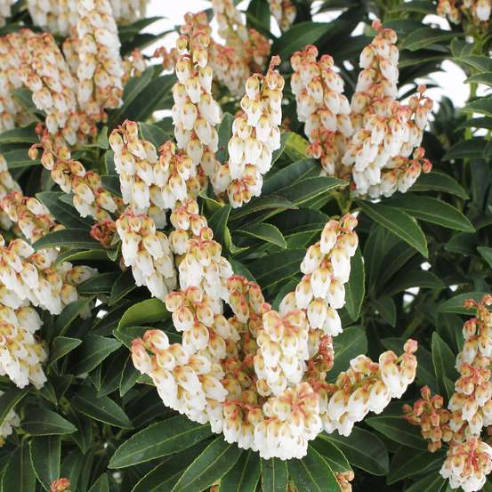 Pieris japonica ' Cupido ' : H. 40/50 cm ctr 6L
