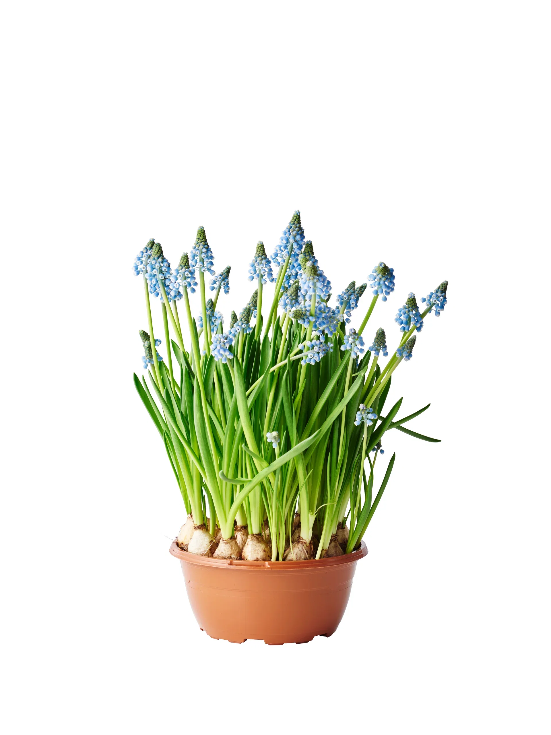 Perleblomst 'Big Smile' Ø17 cm