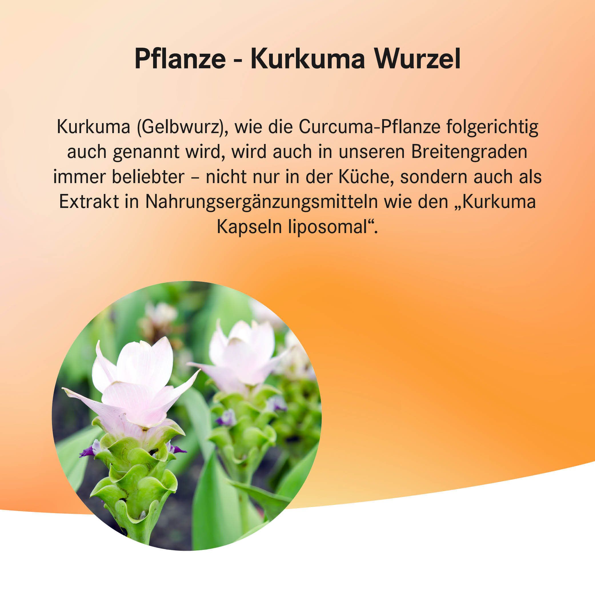 Kurkuma Kapseln liposomal