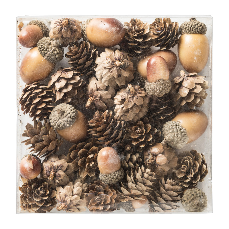 Dennenappel eikel - mix