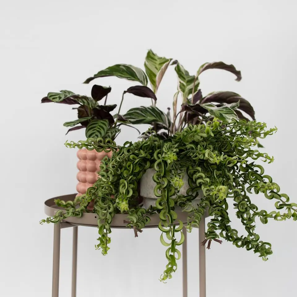 Lippenstiftplant - Aeschynanthus pulcher - Hoogte 20-30cm - ⌀15cm