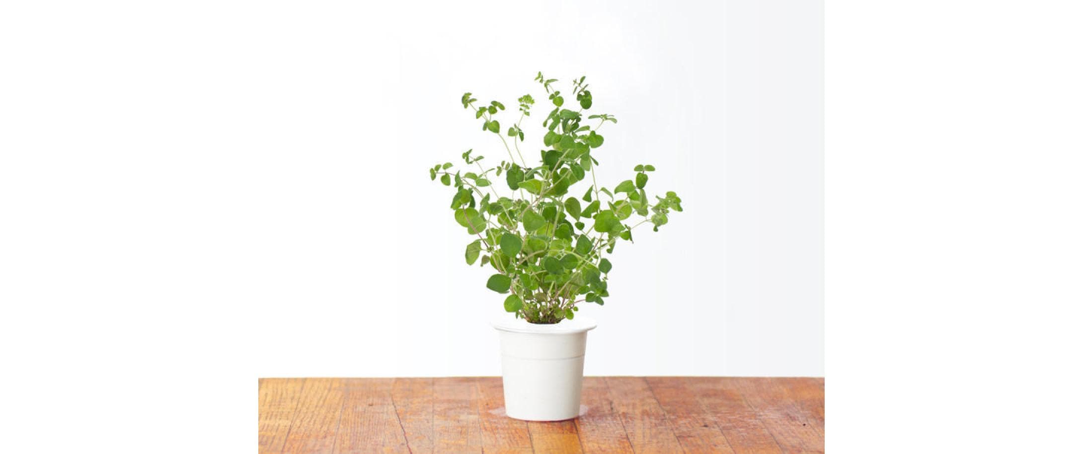 Samen MajoranNachfüllpackung zum Smart Herb Garden
